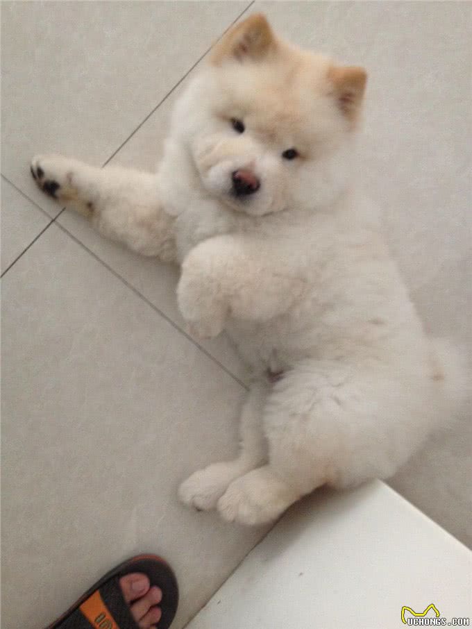 狗狗训练的八个基础动作,真的有这么难吗?