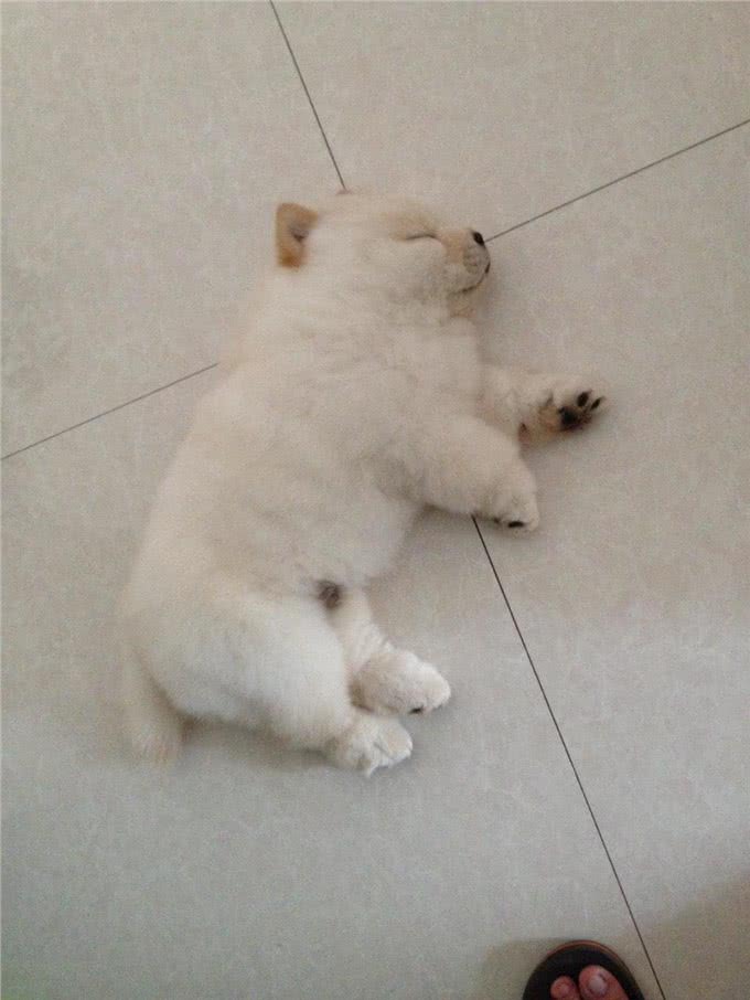 狗狗训练的八个基础动作,真的有这么难吗?