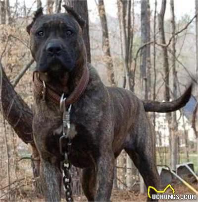 怎么训练加纳利犬?训练加纳利犬的基本要点及方法介绍!