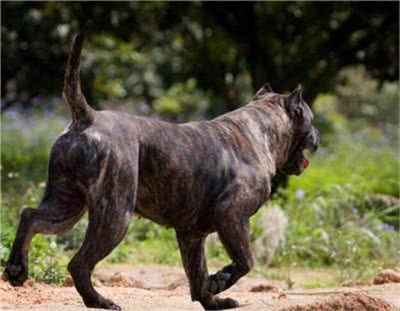 怎么训练加纳利犬?训练加纳利犬的基本要点及方法介绍!