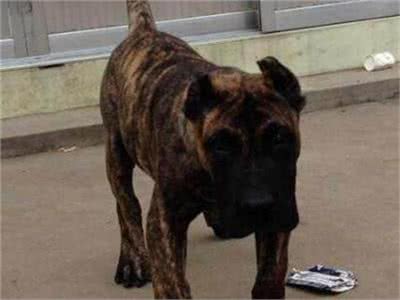 怎么训练加纳利犬?训练加纳利犬的基本要点及方法介绍!
