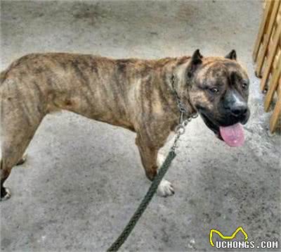 怎么训练加纳利犬?训练加纳利犬的基本要点及方法介绍!