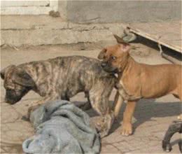 怎么训练加纳利犬?训练加纳利犬的基本要点及方法介绍!