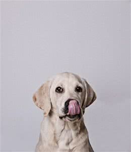 没有被狗咬过，看到狗就十分害怕，怎么办?