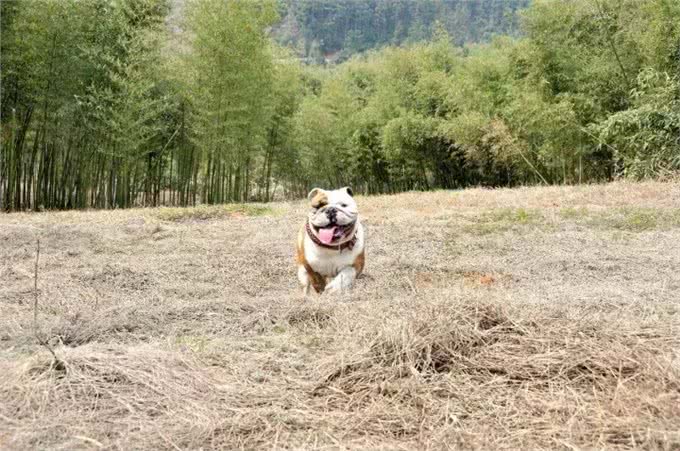 狗狗常见的四种心理，看看你家的斗牛犬出现过吗