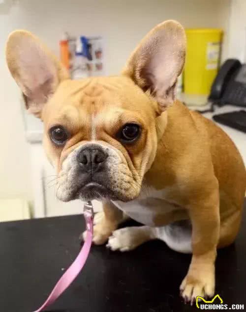 狗狗常见的四种心理，看看你家的斗牛犬出现过吗