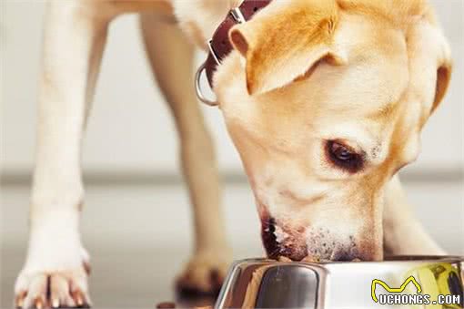 提升宠物健康,省钱小技巧!