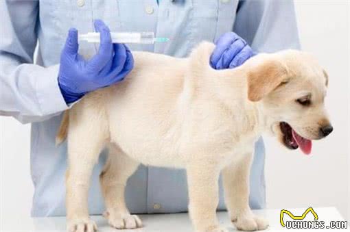 提升宠物健康,省钱小技巧!