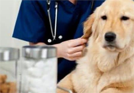 提升宠物健康,省钱小技巧!