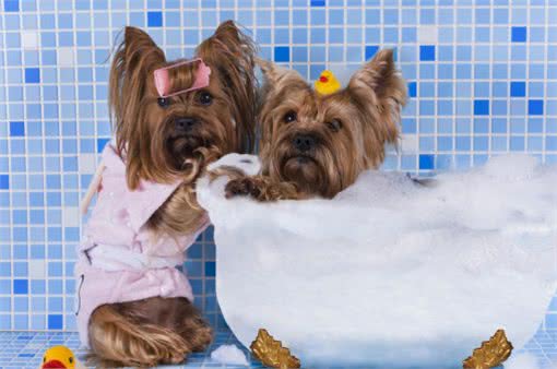 提升宠物健康,省钱小技巧!