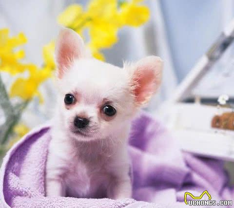 提升宠物健康,省钱小技巧!