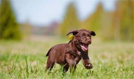 提升宠物健康,省钱小技巧!