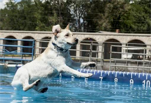 提升宠物健康,省钱小技巧!