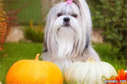 提升宠物健康,省钱小技巧!