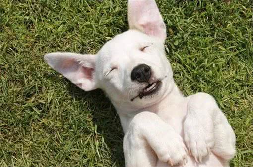 提升宠物健康,省钱小技巧!