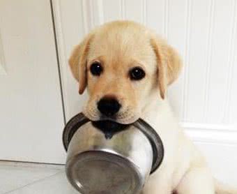 提升宠物健康,省钱小技巧!