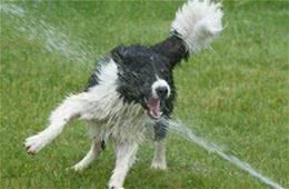 提升宠物健康，省钱小技巧!