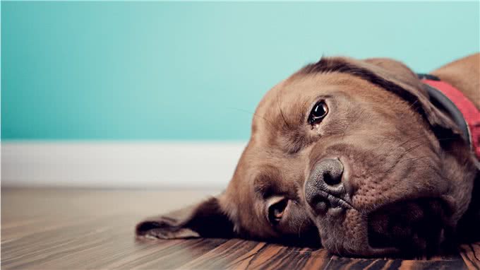 什么是犬蛔虫病?主人该如何预防这种人畜共患病?幼犬是高发群体