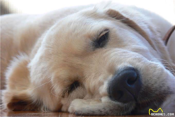 什么是犬蛔虫病?主人该如何预防这种人畜共患病?幼犬是高发群体