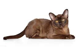 谁说猫猫高冷不粘人的，这几种就粘人