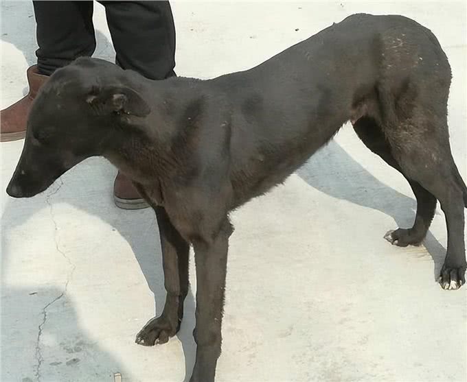 格力犬栖息在高山地区，常年零下40度，它们是如何生存的?