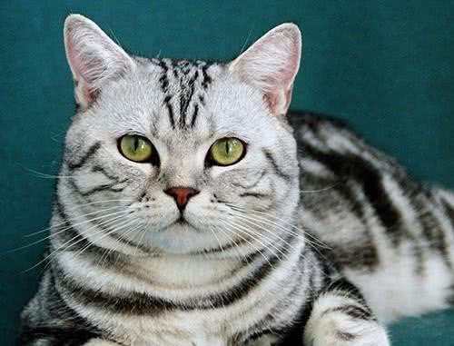 美国短毛猫能有多可爱?
