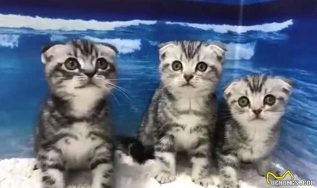 美国短毛猫能有多可爱?