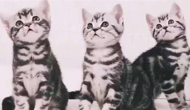 美国短毛猫能有多可爱?