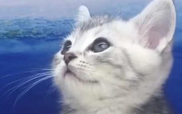 美国短毛猫能有多可爱?