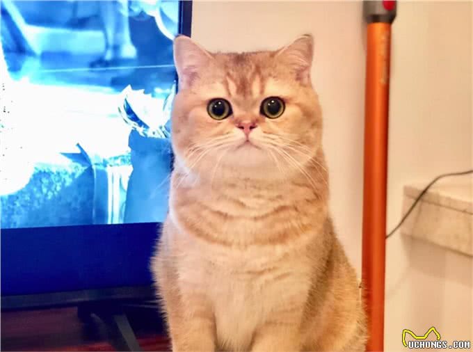 常见的英国短毛猫分类及价格，想成为铲屎官的可以参考一下