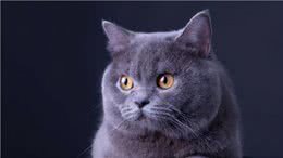 常见的英国短毛猫分类及价格，想成为铲屎官的可以参考一下