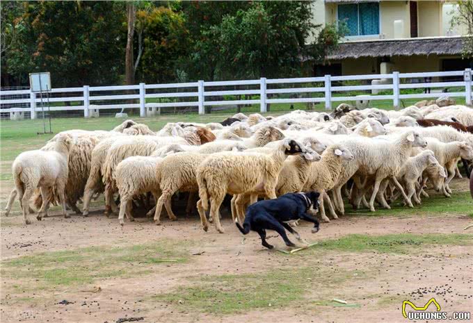主人给自家牧羊犬买了51只羊当玩具网友:狗乐羊肥一举两得