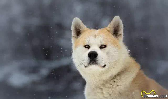 秋田这种大狗，居然很安静!