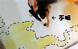 狗狗有这7种现象，证明你养狗很失败