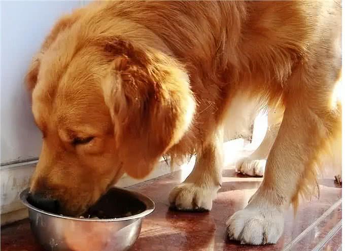 金毛犬有这些症状，说明它已经是老狗了