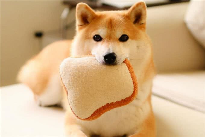 柴犬呕吐没食欲，看看有没有以下原因，懂得怎样处理吗?