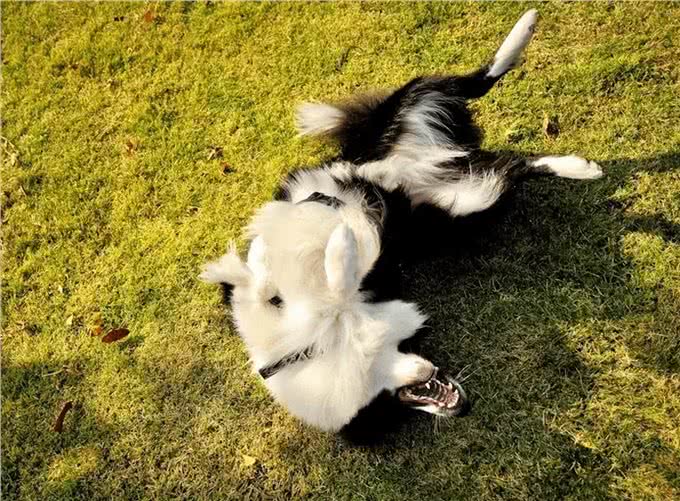 边境牧羊犬原来这么可怕，网友:不敢养了