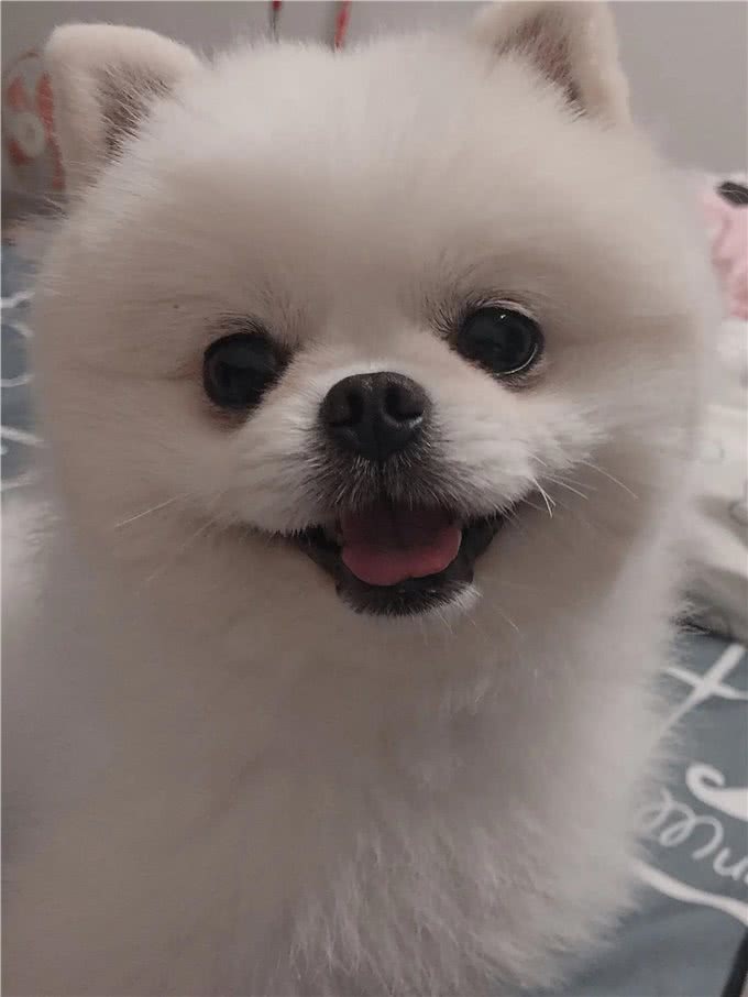 博美常见病，新手养狗前要了解清楚