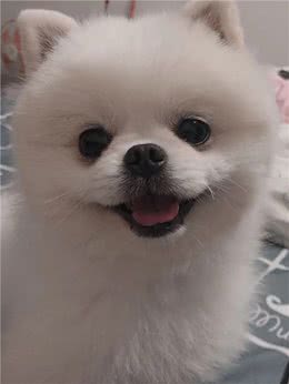 博美常见病，新手养狗前要了解清楚