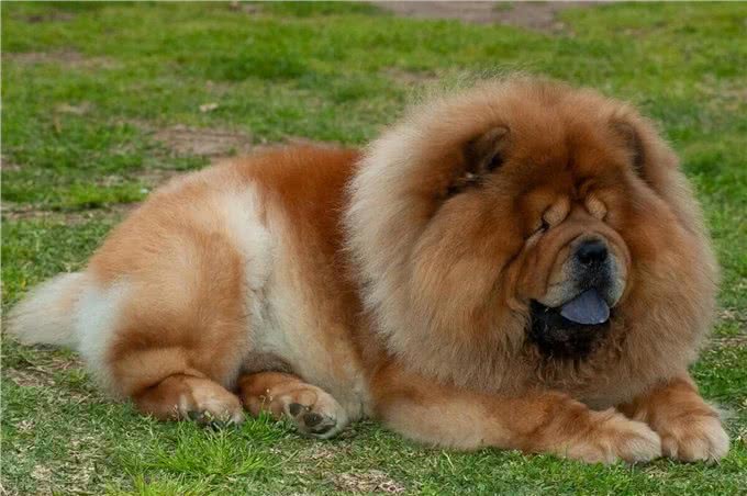 八种猛犬战斗力超强，必须要禁养，看到后一定要远离