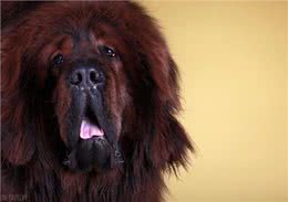 八种猛犬战斗力超强，必须要禁养，看到后一定要远离