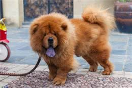 为何大家都不太敢养松狮犬?网友：养过一次就怕了