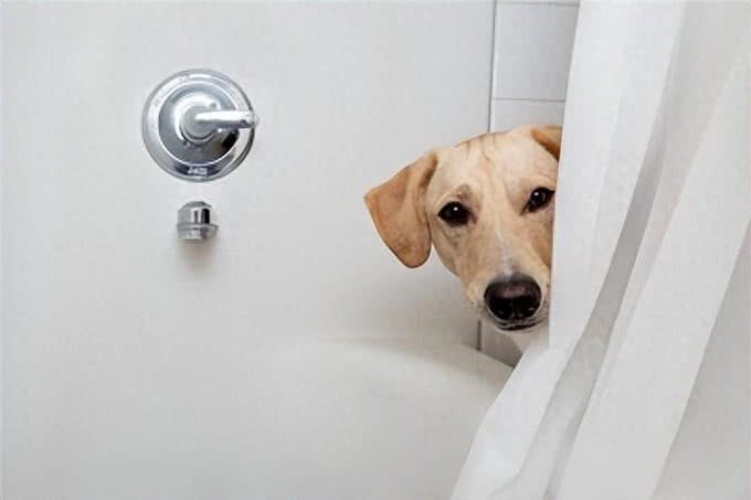 狗狗偷看洗澡的心理：解读爱犬的5种心理活动