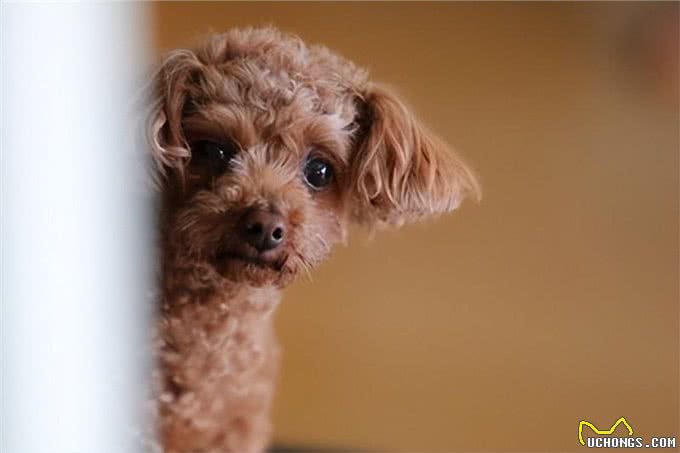 狗狗偷看洗澡的心理：解读爱犬的5种心理活动