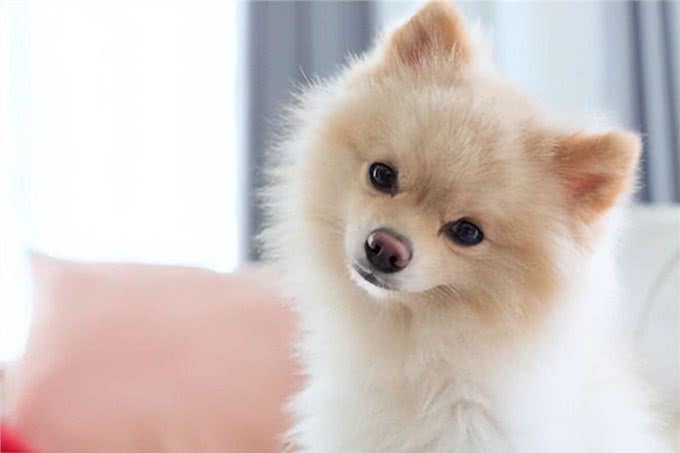 狗狗偷看洗澡的心理：解读爱犬的5种心理活动