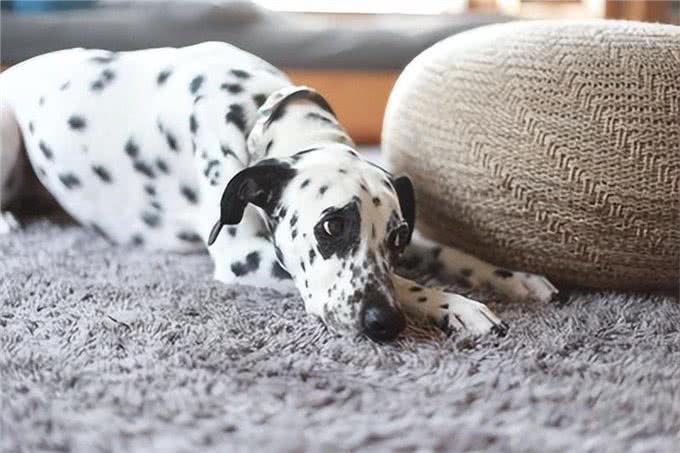 狗狗偷看洗澡的心理：解读爱犬的5种心理活动