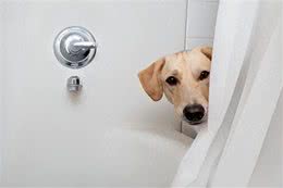 狗狗偷看洗澡的心理：解读爱犬的5种心理活动