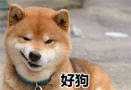被你养的好的狗狗，会有这几个特征，你还不知道?