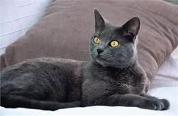 原产地法国的夏特尔猫，你见过吗?