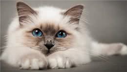 宠物猫系列之伯曼猫